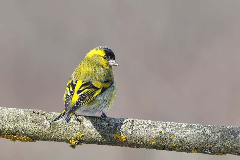 Carduelis spinus